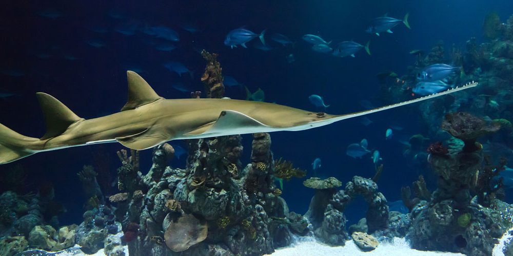 Aquarium-Poema-del-Mar