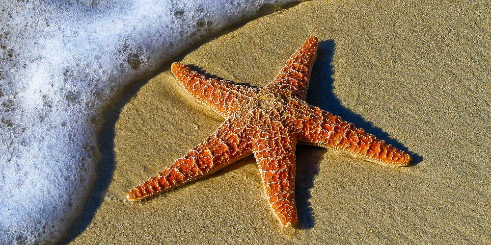 Riu-Palace-Oasis-Maspalomas